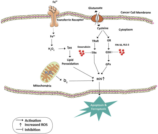 FIGURE 4