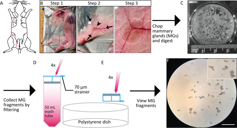 Figure 1: