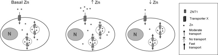 Fig. 7