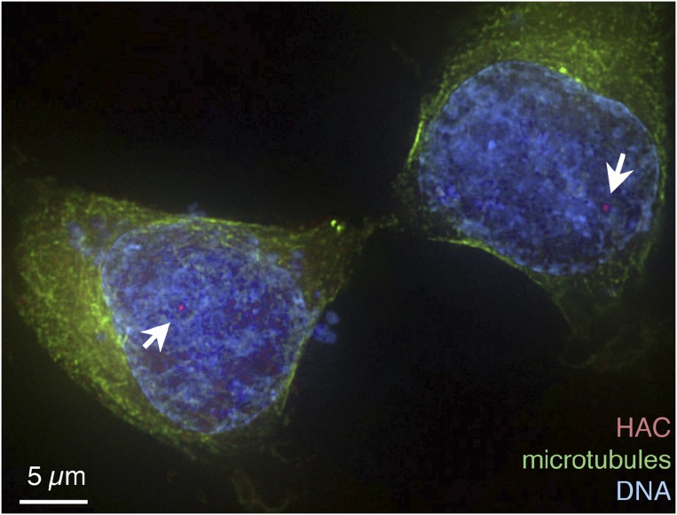 graphic file with name pnas.1713319114fig01.jpg