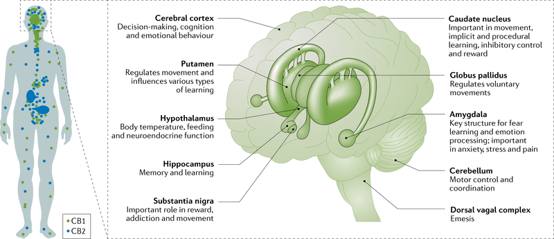 Fig. 1 |