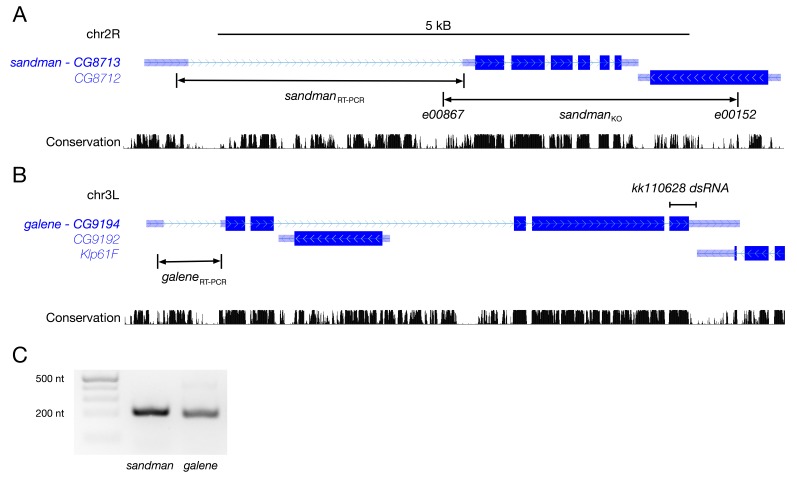 Figure 3—figure supplement 1.