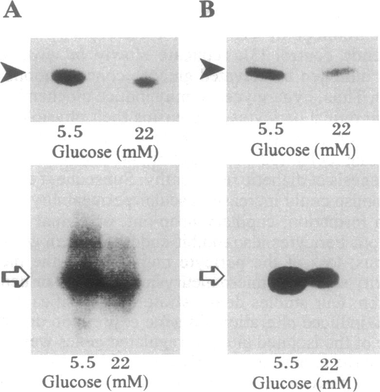 graphic file with name pnas01135-0509-a.jpg