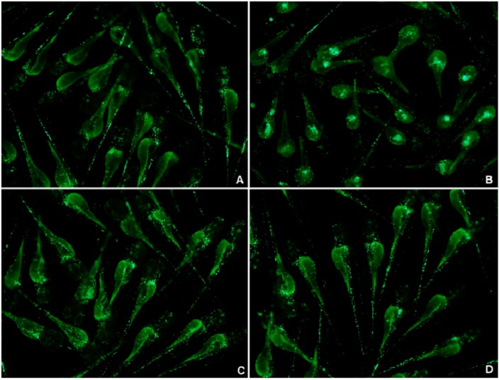 Figure 11