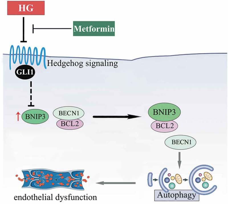 Figure 12.