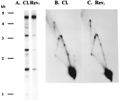 FIG. 8