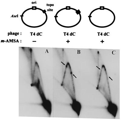 FIG. 5