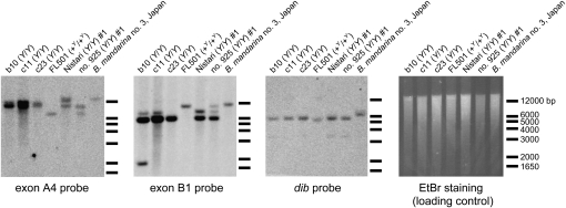 Figure 5.—