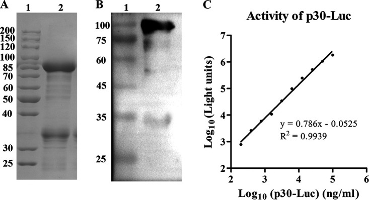 FIG 2