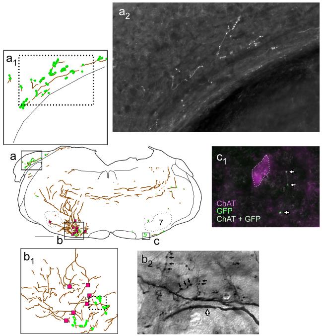 Fig. 7