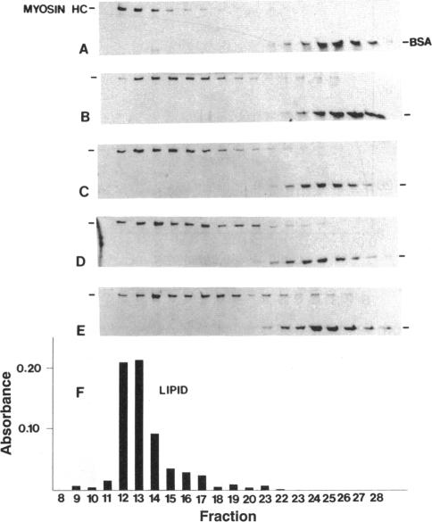 graphic file with name pnas01125-0031-a.jpg