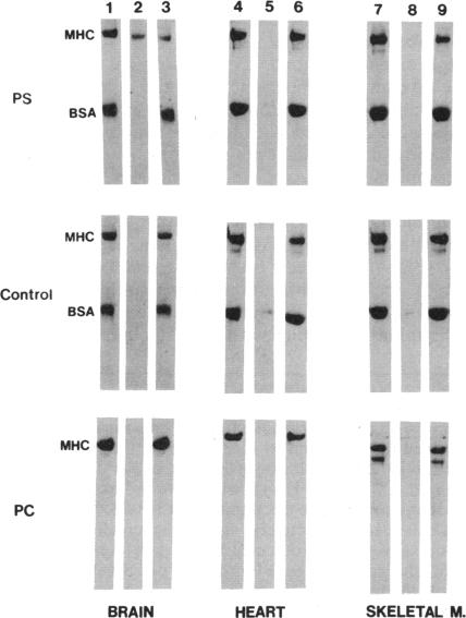 graphic file with name pnas01125-0031-b.jpg