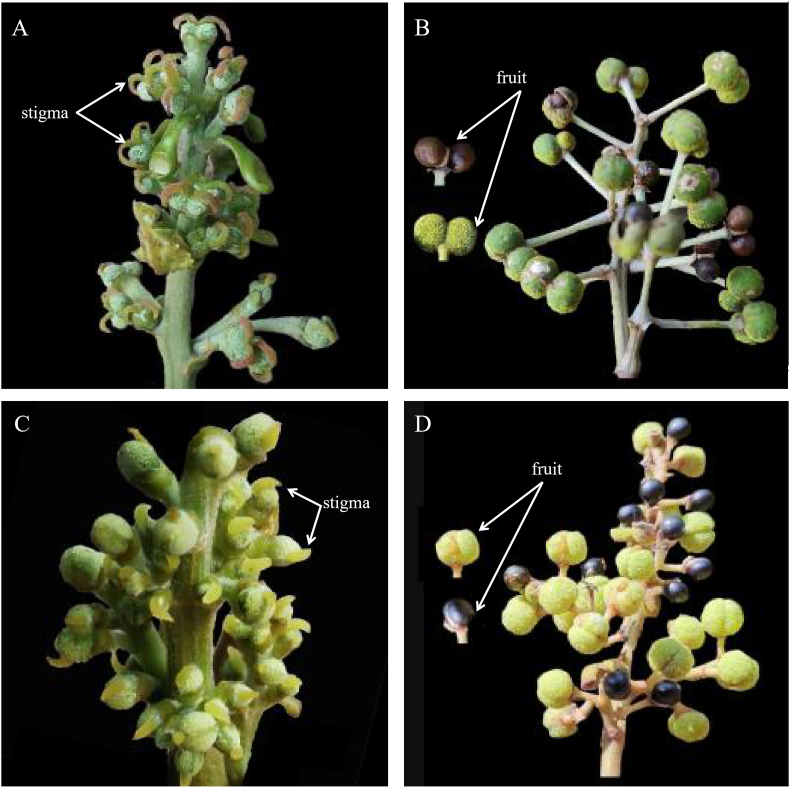 Fig. 4
