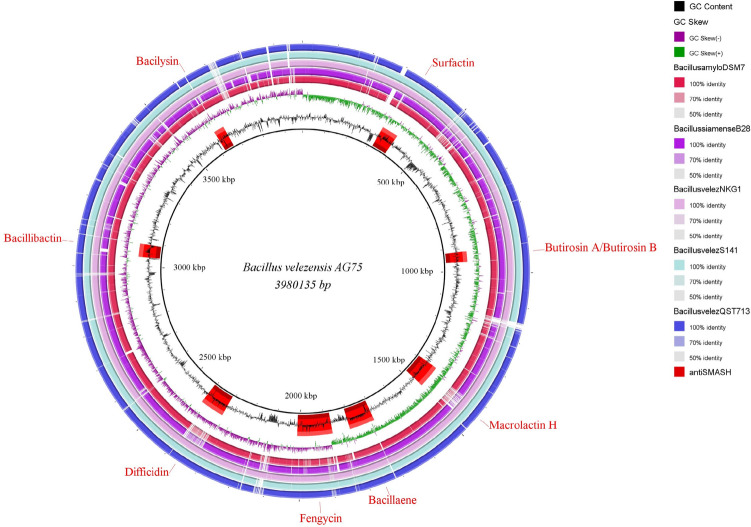 Figure 5