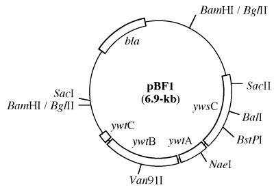 FIG. 1.