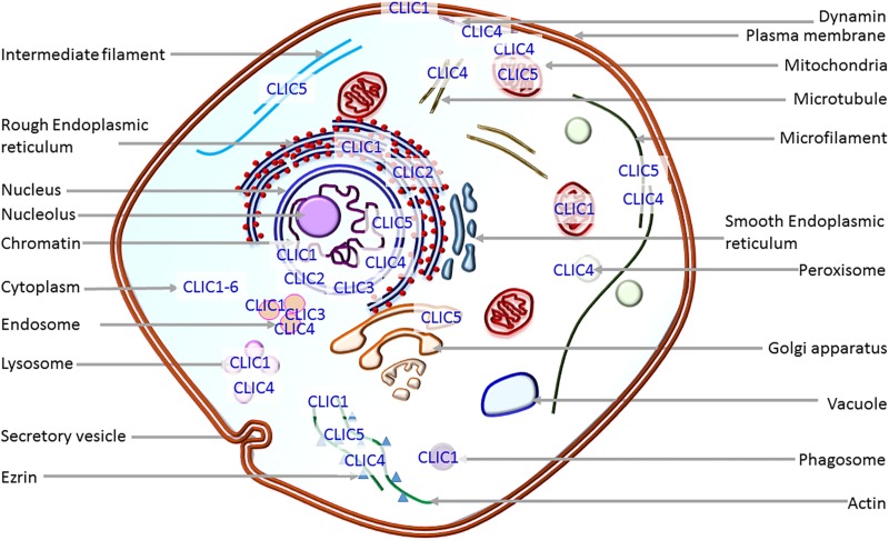 FIGURE 1