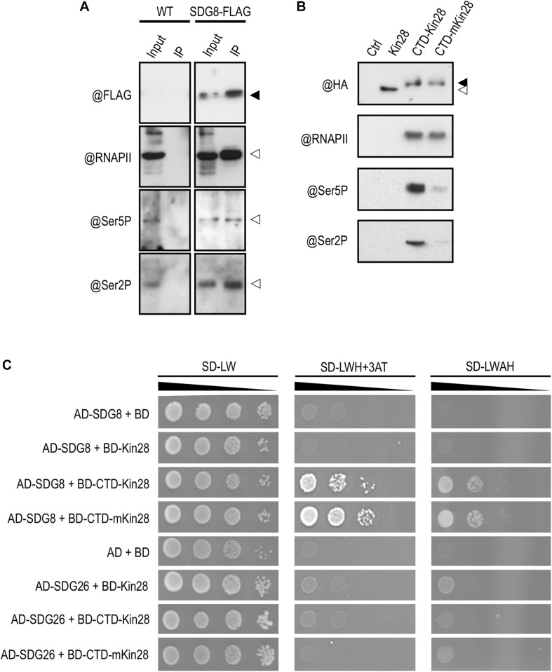 FIGURE 6