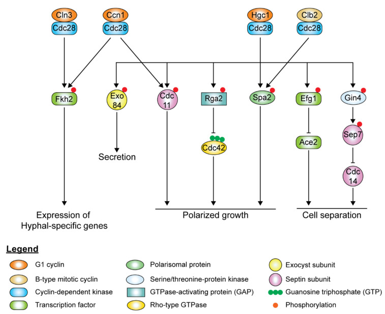 Figure 6