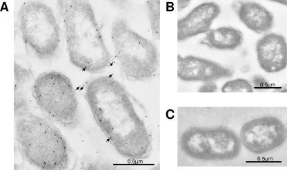 FIG. 11.