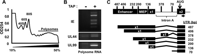 FIG 1