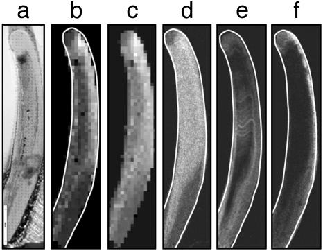 Fig. 5.