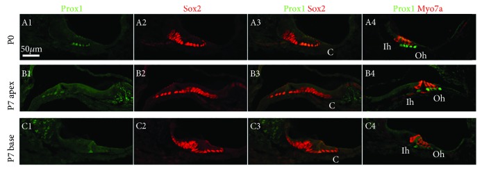 Figure 7