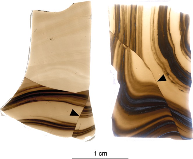 Fig. 1