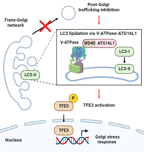 graphic file with name 44318_2024_233_Figa_HTML.jpg