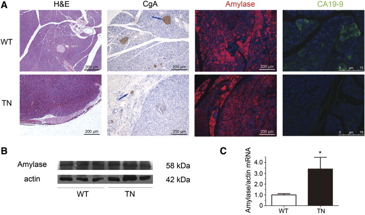 Figure 4