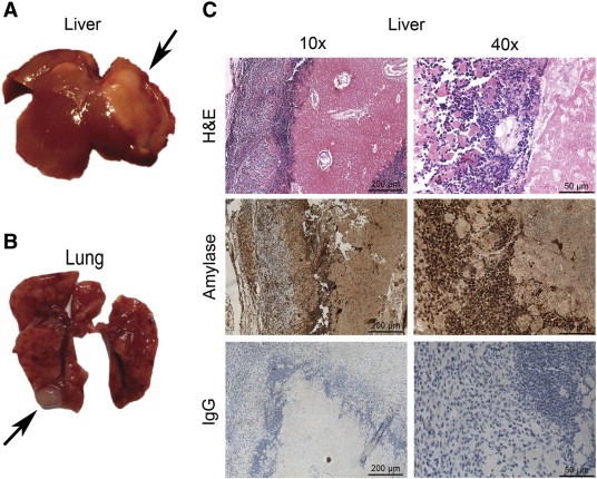 Figure 5