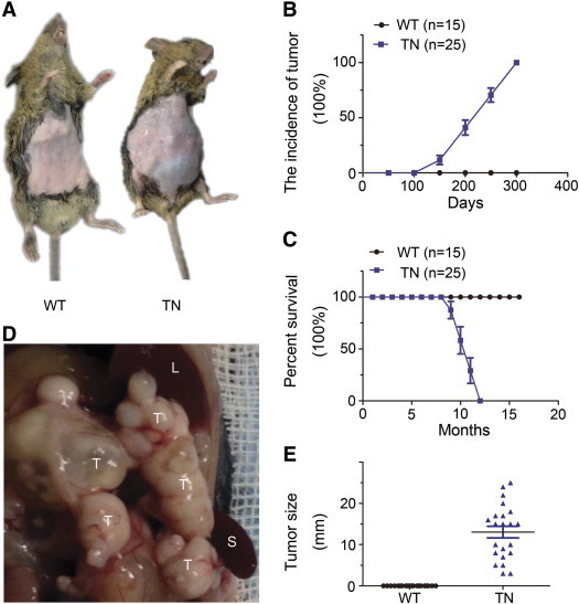 Figure 2