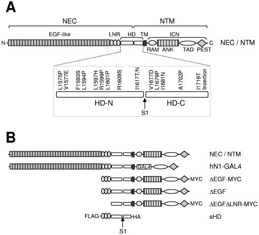 FIG. 1.