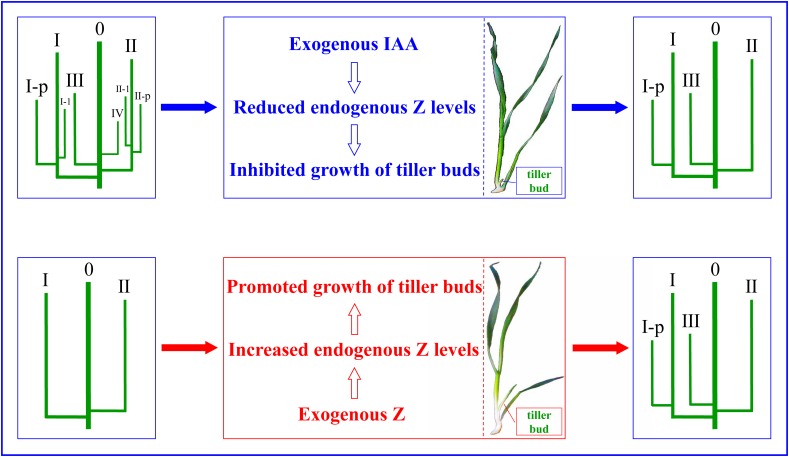 FIGURE 12