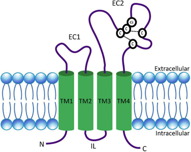 FIGURE 1