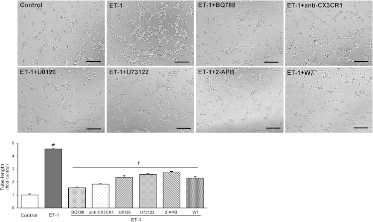 Figure 6