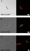 F<sc>IG</sc>. 1.