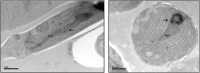 F<sc>IG</sc>. 3.