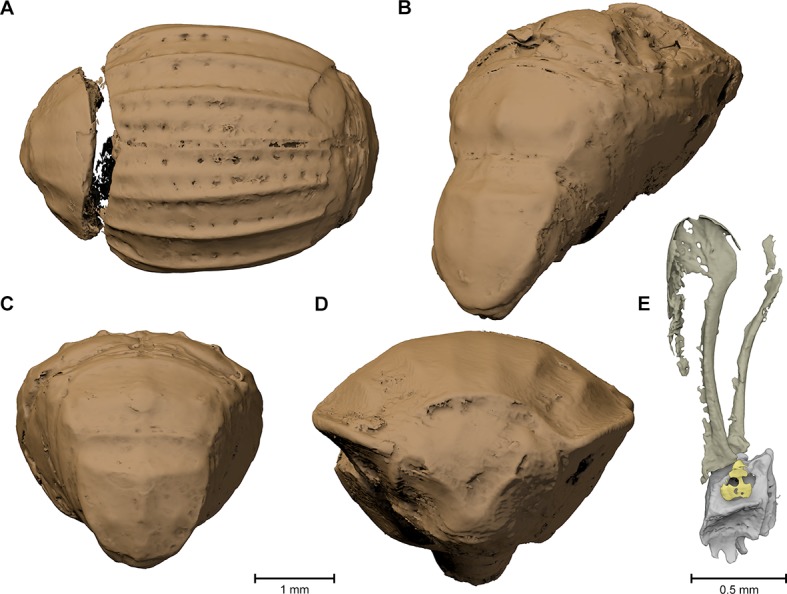 Appendix figure 1.