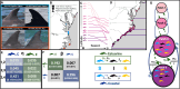 Methods and structure of the epidemiological metapopulation model for the Tamanend’s bottlenose dolphins.