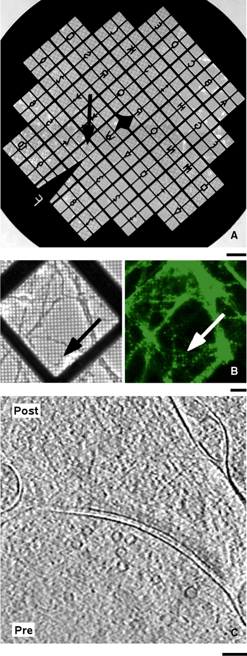 Fig. 3