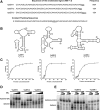 <b>Fig. 1.</b>