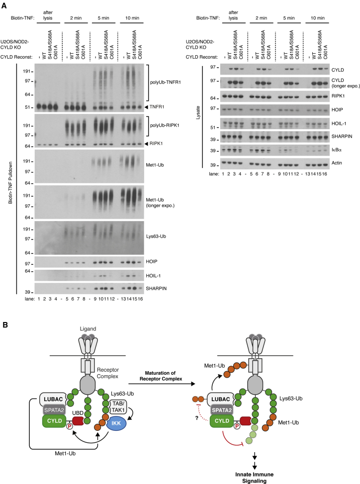 Figure 7