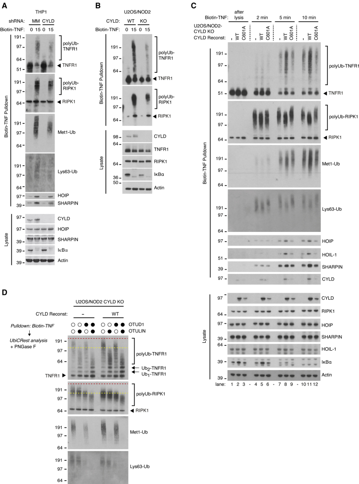 Figure 6