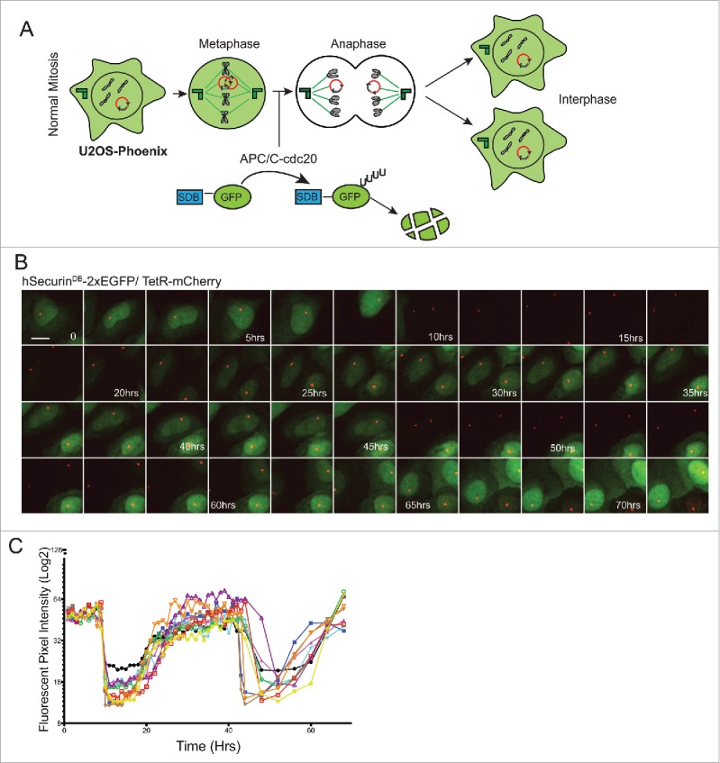 Figure 2.