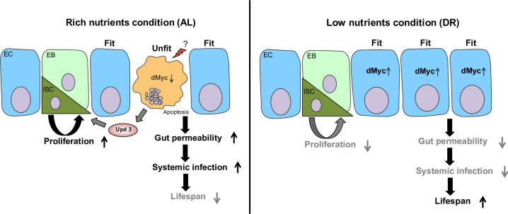 Fig 7