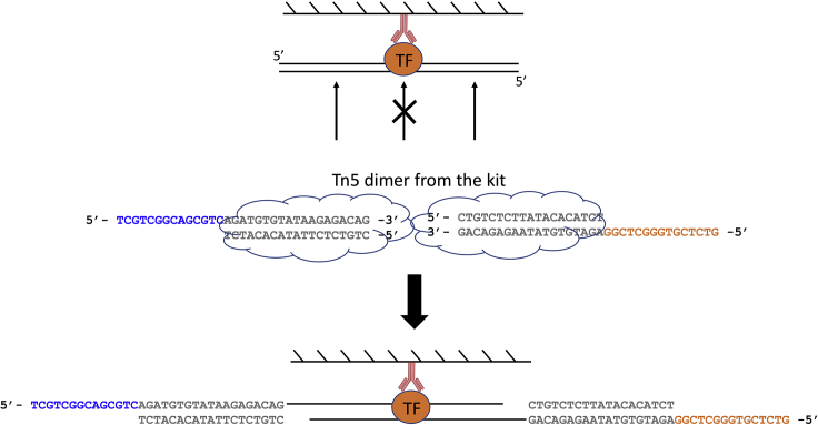 Figure 5