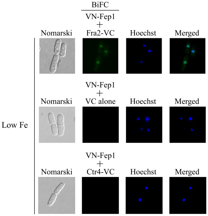 Figure 7