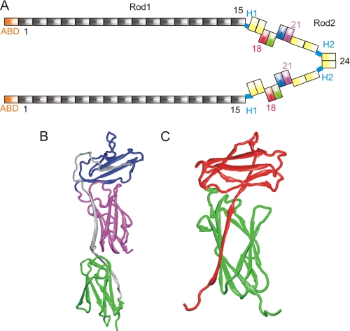 FIGURE 1.