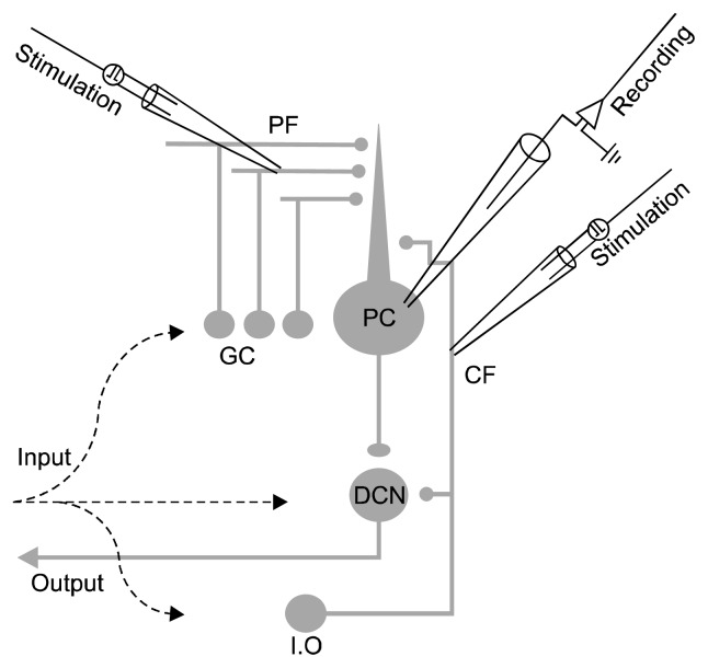 Fig. 1