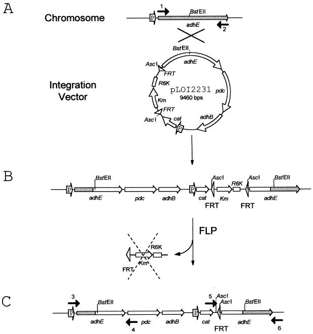 FIG. 3